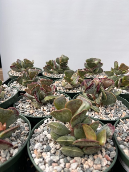 Adromischus maculatas 'Calico Hearts' 5" Pot