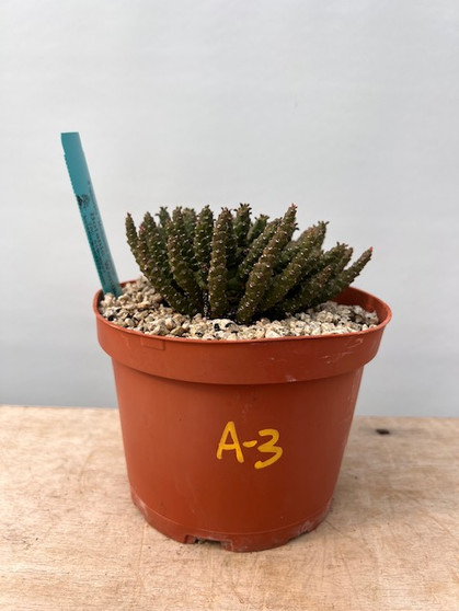 Euphorbia "Medusoid Hybrid" 6" Pot A-3