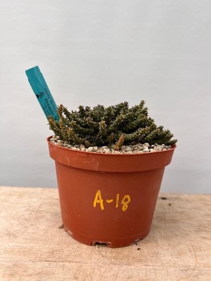 Euphorbia "Medusoid Hybrid" 6" Pot A-18