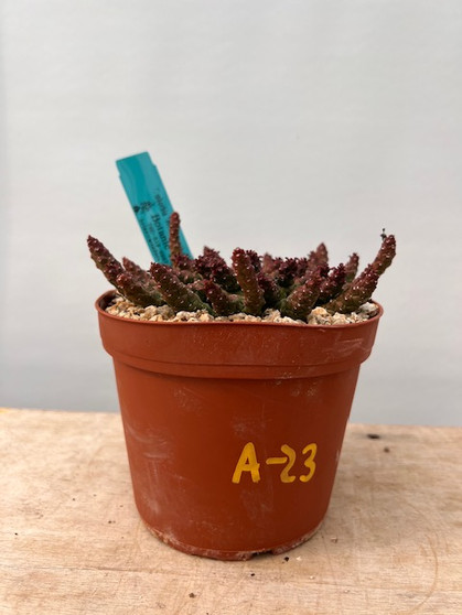 Euphorbia "Medusoid Hybrid" 6" Pot A-23