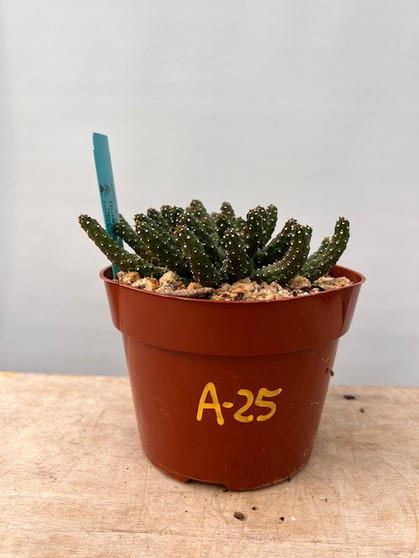 Euphorbia "Medusoid Hybrid" 6" Pot A-25