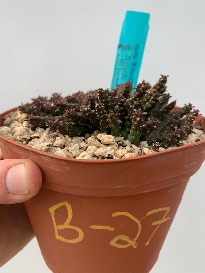 Euphorbia "Medusoid Hybrid" 6" Pot B-27