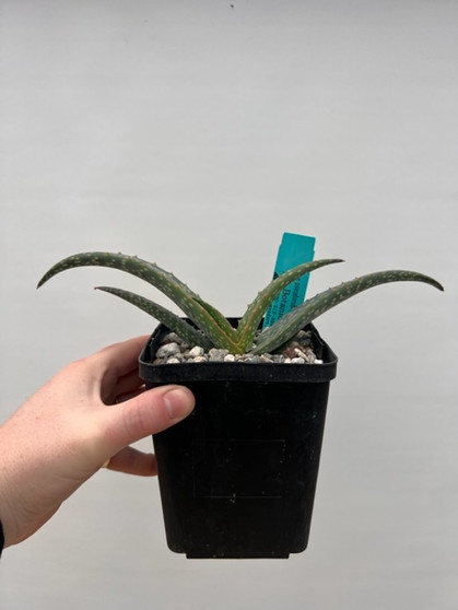 Aloe pseudorubroviolacea 5" Pot 
