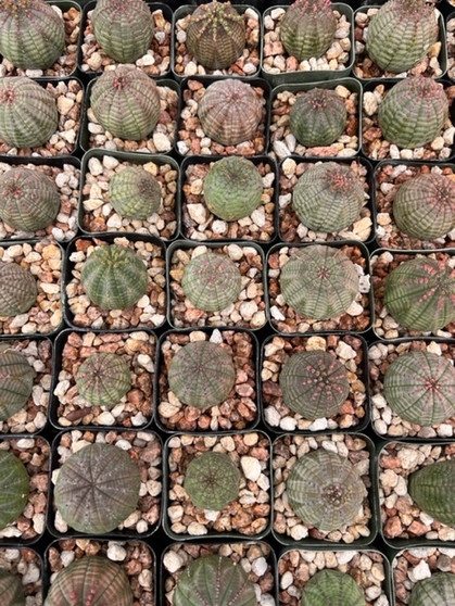 Euphorbia obesa 2.5" pot