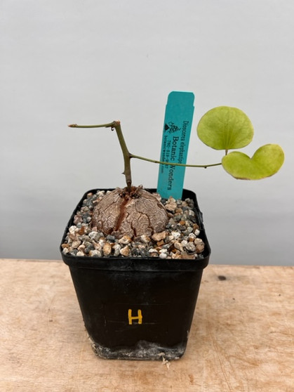 Dioscorea elephantipes 5" pot H