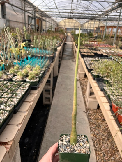 Adenia venenata 3.5" Pots - 6-12"+Above the soil. Beautiful seedlings!