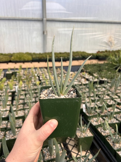 Aloe plicatilis 3.5" Pots - Fan Aloe seedlings! Also known as Kumara plicatilis