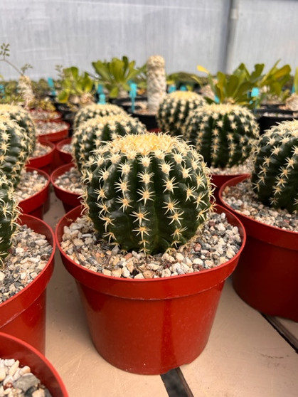 Echinocereus grusonii brevispinus 8" Pot - Short spined Golden Barrel Cactus!