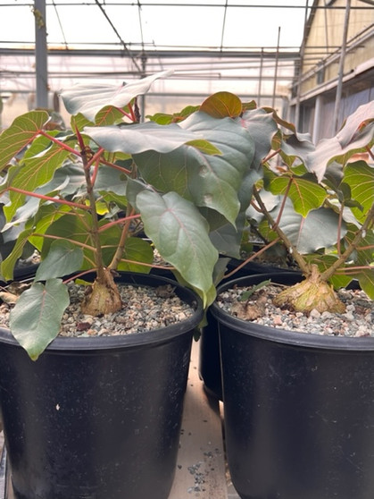 Ficus petiolaris 3 Gal Pots - Beautiful specimen sized Mexican Rock Figs with red leaf veins!