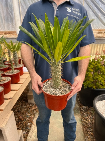 Pachypodium ramosum 8" Pots - Nice chunky Pachy's with different leaves and more spiny than lamerei!