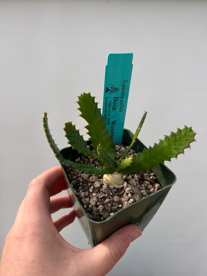 Euphorbia stellata 3.5" Pot