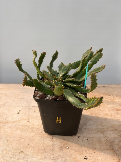 Euphorbia stellata 6" Pot H