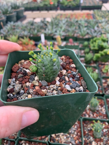 Euphorbia pseudoglobosa 3.5" Pot