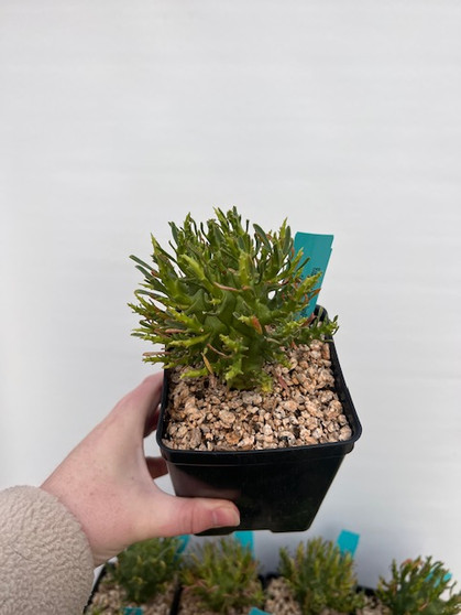 Euphorbia schoenlandii 5" Pots