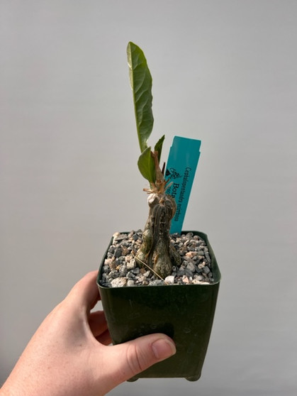 Cephalopentandra eccirhosa 3.5" Pots