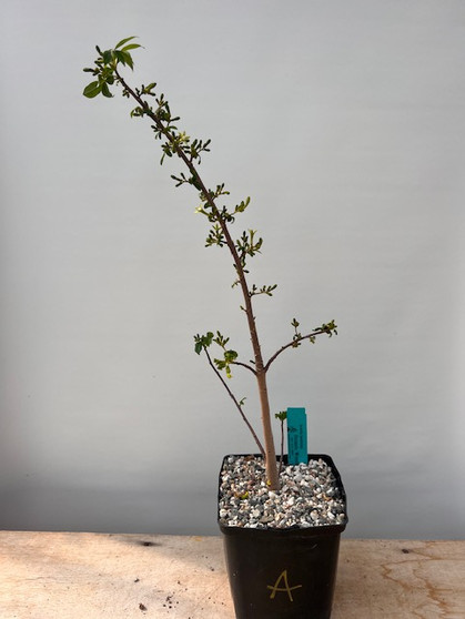 Jacaritia hassleriana 6" Pot A - currently flowering!