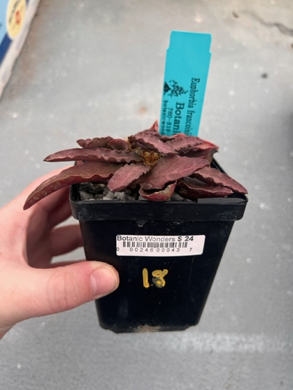 Euphorbia francoisii 3.5" Pot 18