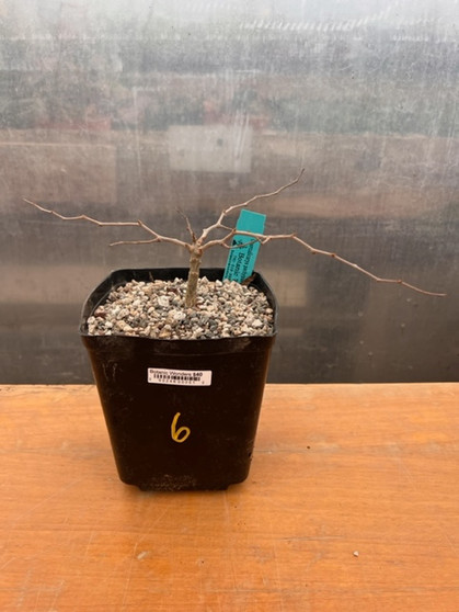 Operculicarya pachypus 6" Pot 6