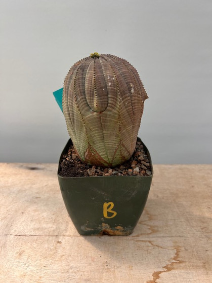 Euphorbia obesa 4" Pot B - Female plant!