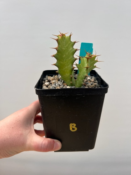 Euphorbia enormis 5" Pot B