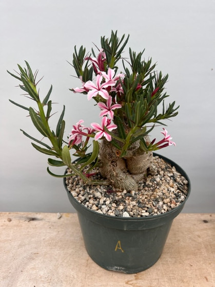 Pachypodium succulentum x bispinosum 8" Pot A