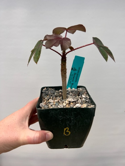 Jatropha gossypifolia 4" Pot B