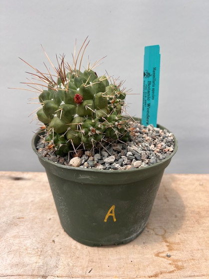 Mammillaria species 6" Pot A