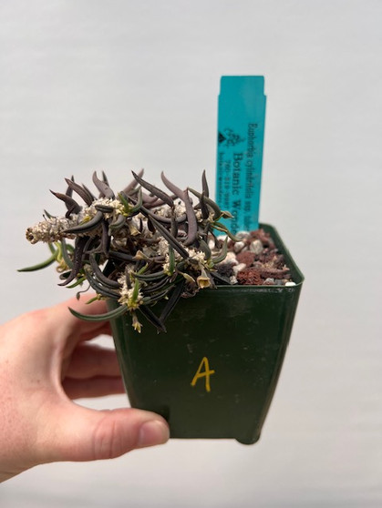 Euphorbia cylindrifolia ssp. tuberifera 3.5" Pot A