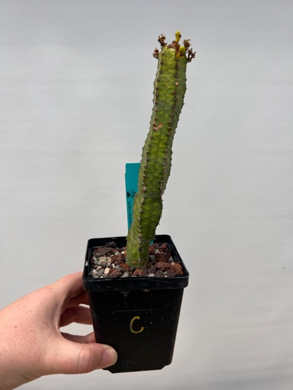 Euphorbia lyttoniana 3.5" Pot C