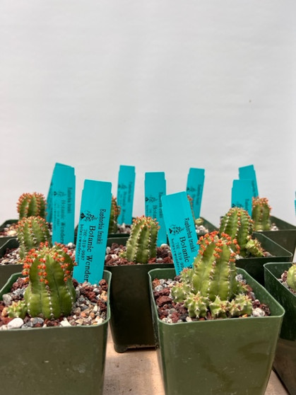 Euphorbia frankii 3.5" Pots