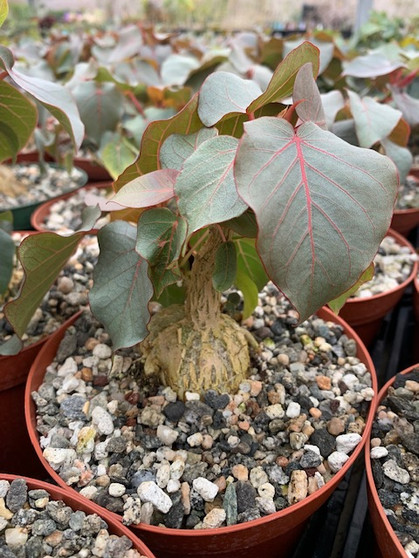 Ficus petiolaris 6" Pots