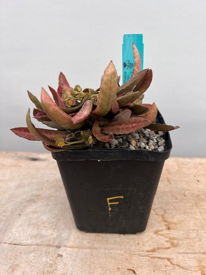 Euphorbia francoisii 5" Pot F
