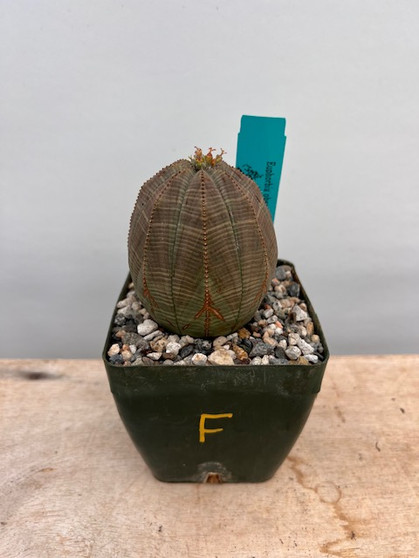 Euphorbia obesa 4" Pot F