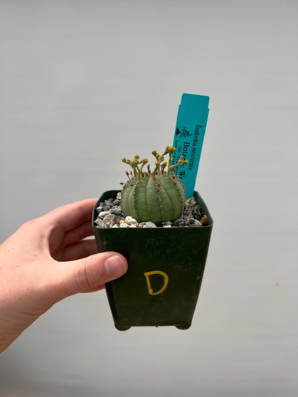 Euphorbia meloformis 3.5" Pot D