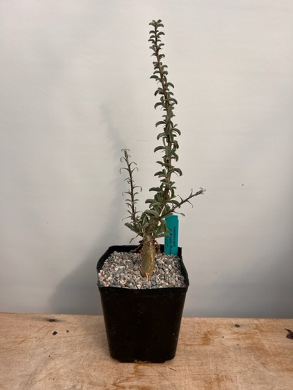 Sesamothamnus lugardii 6" Pots