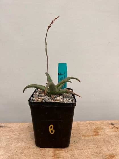 Aloe castilloniae hybrid 3.5" Pot B