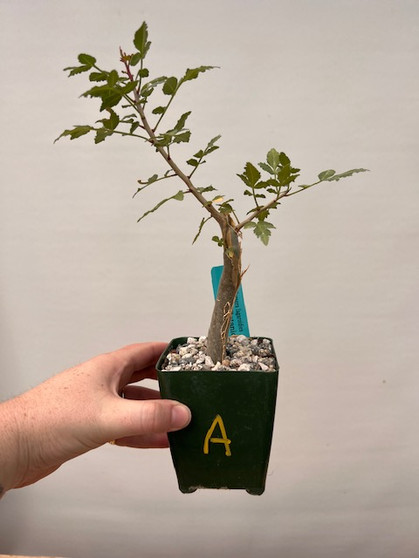 Bursera fagaroides 3.5" Pot A