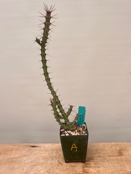 Euphorbia schinzii 3.5" Pot A