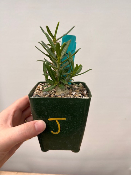 Pachypodium bispinosum x succulentum 3.5" Pot J