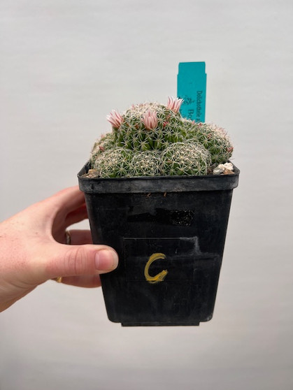 Dolichothele albescens 5" Pot C