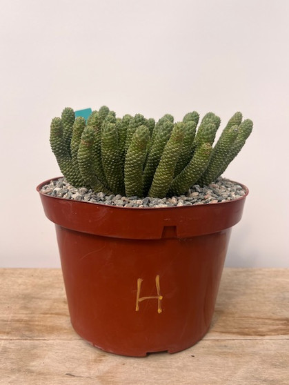 Euphorbia "Medusoid Hybrid" 8" Pot H