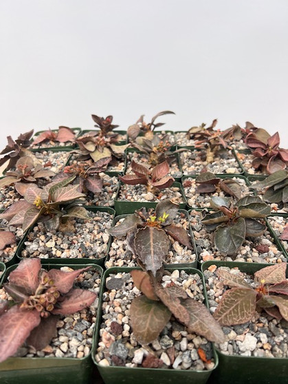 DAILY DEAL - Euphorbia francoisii 3.5" Pots - seed grown!