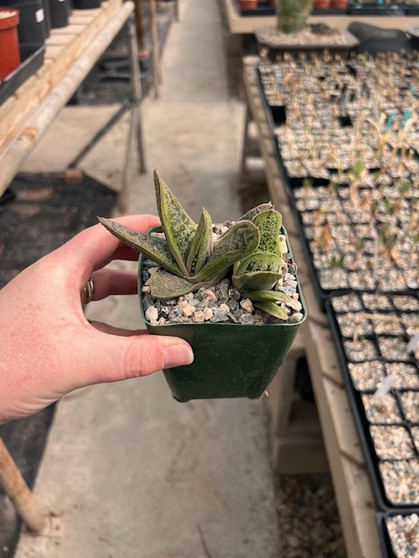 Gasteria 'Little Warty' 3.5" Pot