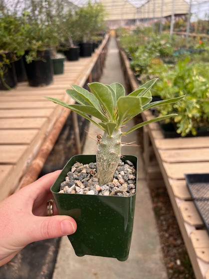 Pachypodium saundersii 3.5" Pots 