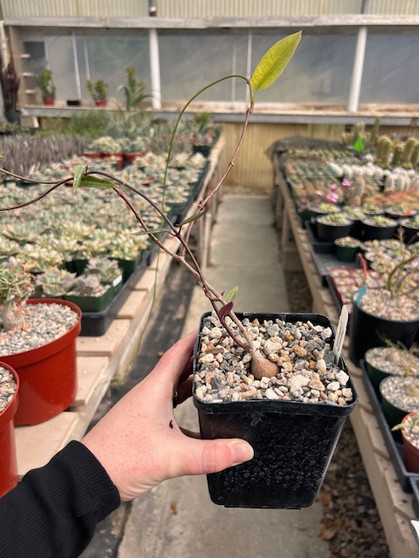 Petopentia natalensis 5" Pots