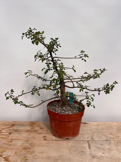 BURSERA LIVE - Bursera fagaroides 8" Pot 