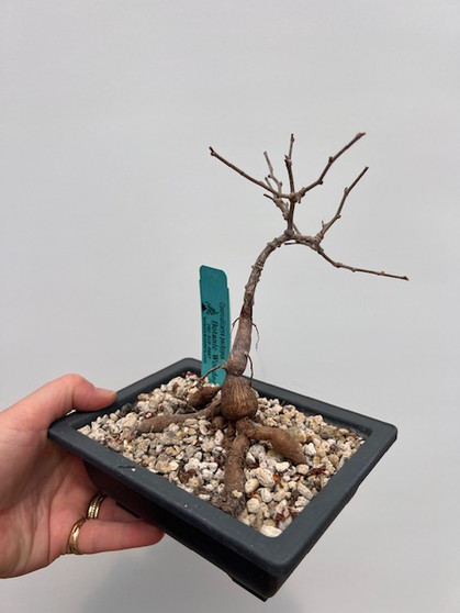 Operculicarya pachypus 4" Bonsai