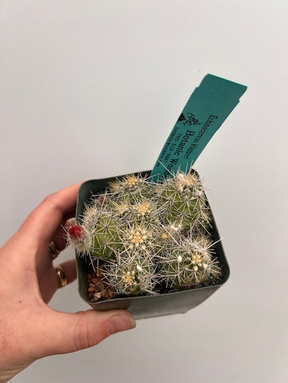 Echinocereus klapperi 3.5" Pot