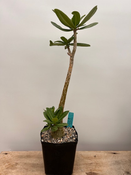 Adenium arabicum 6" Pot - 20+ year old plant! 