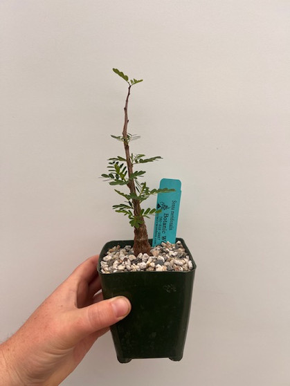 Senna meridionalis 3.5" Pot